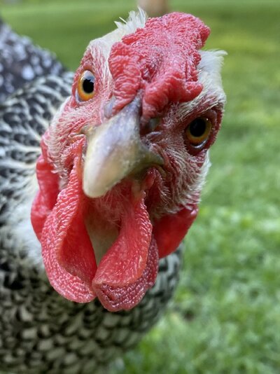 2020.05.31 01 chickens 03 Maleficent 01.jpg
