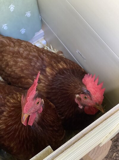 2020.08.30 01 chickens 03 Wren and Peggy share nest box.jpg