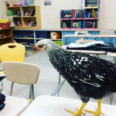 2019.06.07 01 chickies 03 Maleficent at school JW Instagram.jpg