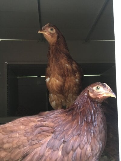 2019.06.08 02 chickies 07 reds in coop.jpg
