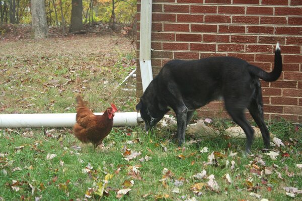 2019.10.30 01 chickies 03 Peggy Jasper hunting for chipmunks together.jpg