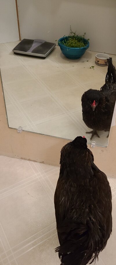 Resized_Pepper.jpeg