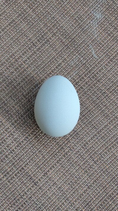 Zelda's First Egg.jpg