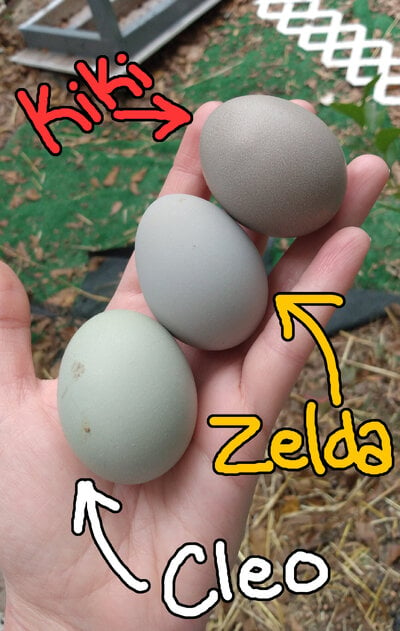 Eggs 1.jpg