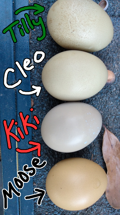 Eggs 2.png
