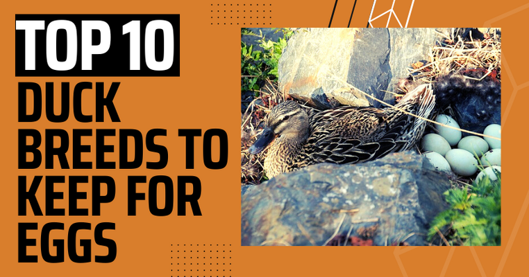 Top 10 Duck Breeds to Keep for Eggs
