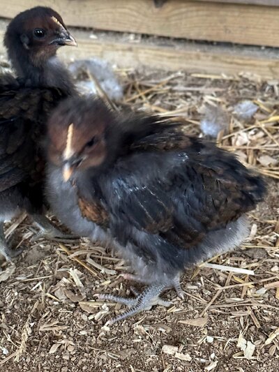 2023.01.11. 01 chicks 01 Ash Charcoal cropped.jpg 2023.01.11. 01 chicks 01 Ash Charcoal cropped.jpg