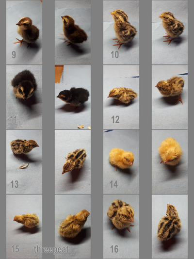 New Chicks Contact Sheet Folder 2.png