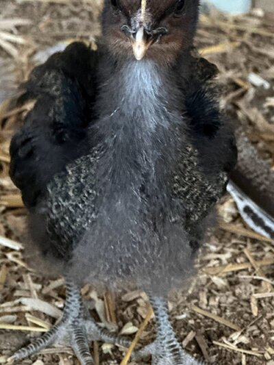 2023.01.11 01 chicks 03 charcoal color.jpg 2023.01.11 01 chicks 03 charcoal color.jpg