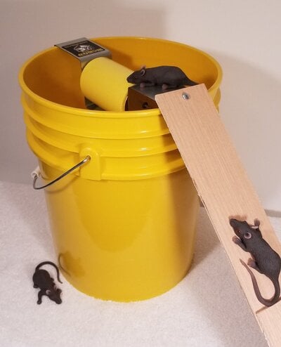 The Bucket Trap Way To Mouse Control  BackYard Chickens - Learn How to  Raise Chickens