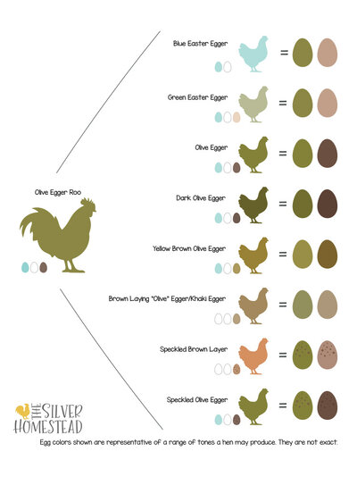 BreedingChart_OExOe.jpg