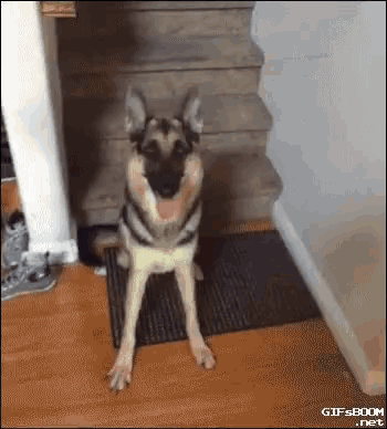 dog-throw-the-ball.gif