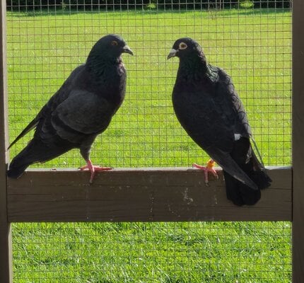 cropped_2022_couple_pigeon_1.jpg