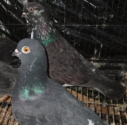 cropped_2022_couple_pigeon_3.jpg