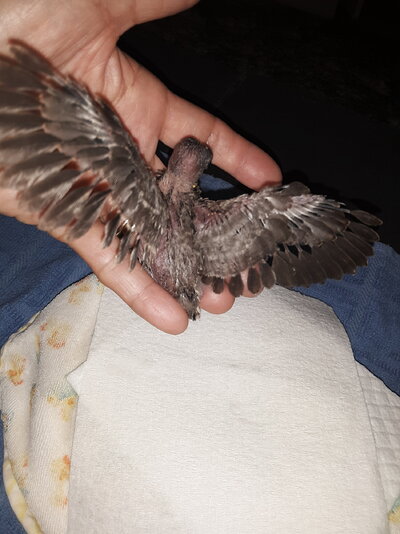 230121 Day 15:Wing Span.jpg