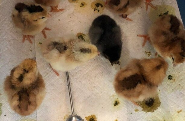 IMG_458 6 chicks markup.jpg