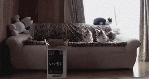 funny-animals-cat.gif
