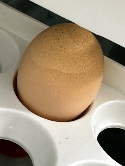 2023.01.23 01 chickens 03 different weird egg laid a week earlier.jpg
