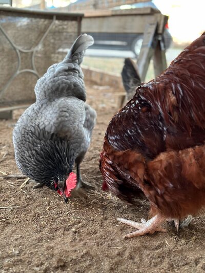 2022.12.28 01 chickens 02 Chicory and Lucifer.jpg