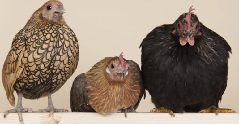 Facts about bantam chickens and bantam chickens Galore