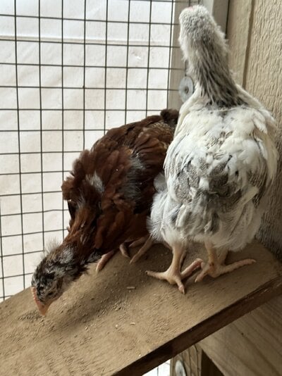 2023.01.21 01 chicks 03 Noel Smudge.jpg 2023.01.21 01 chicks 03 Noel Smudge.jpg