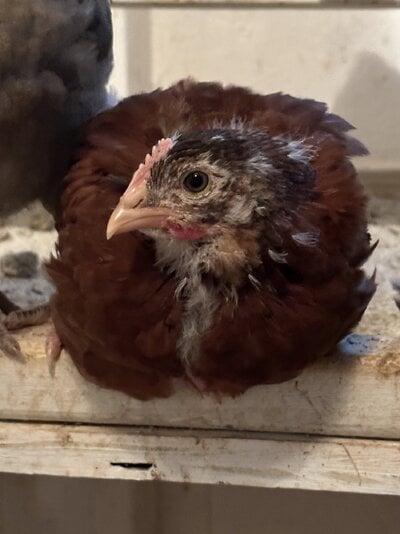 2023.01.25 01 chickens 01 Noel.jpg 2023.01.25 01 chickens 01 Noel.jpg
