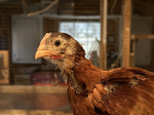 2023.01.25 01 chickens 02 Noel.jpg 2023.01.25 01 chickens 02 Noel.jpg