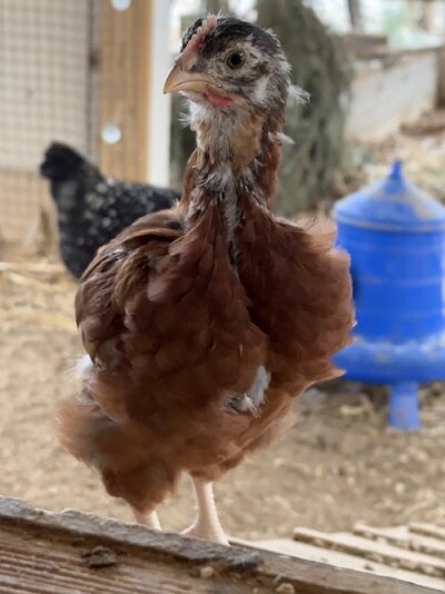 2023.01.25 01 chickens 03 Noel.jpg 2023.01.25 01 chickens 03 Noel.jpg