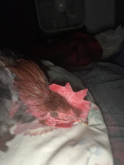 09535B95-7078-4796-9C6F-5E592E64D2B2.jpeg