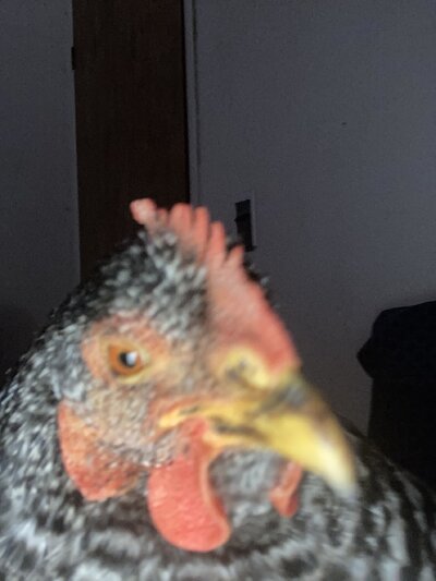 image.jpg