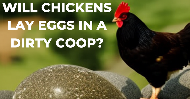 Will Chickens Lay Eggs in A Dirty Coop?