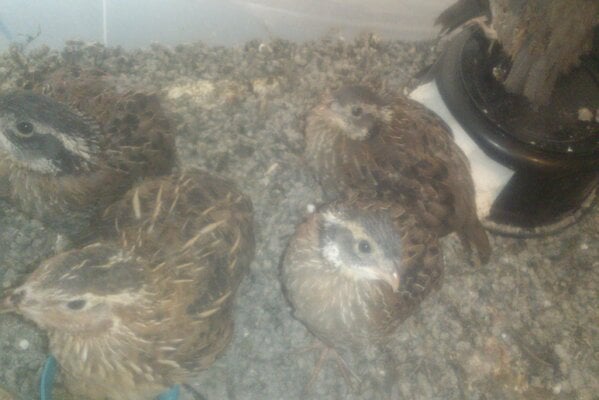 Rogue Coturnix Pullet with her Bobwhite covey.jpg