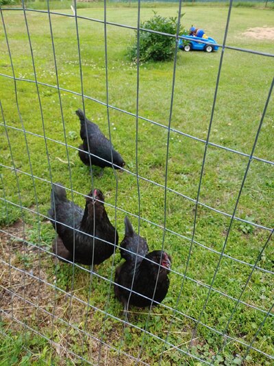 Chickens in yard 2021 summer.jpg
