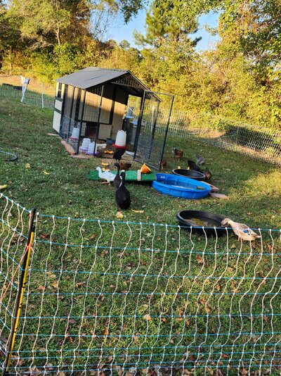 Adventures on the Ranch: Our First Flock