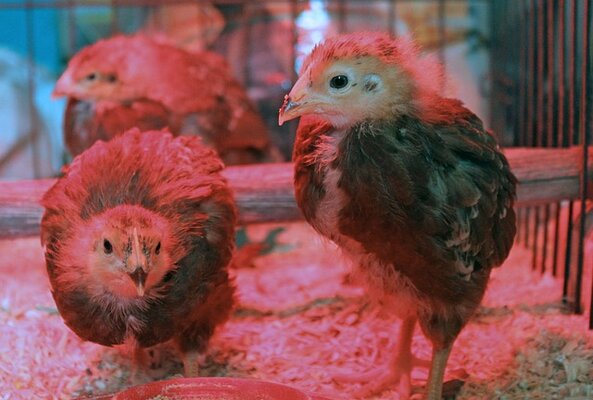 heat-lamp-g3fedc35fd_640.jpg