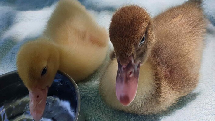 ducklings.jpg