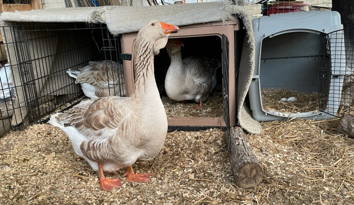 geese.in.nest.jpg