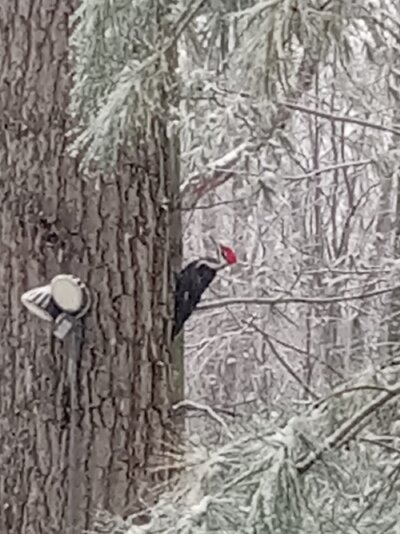 wood2.jpg