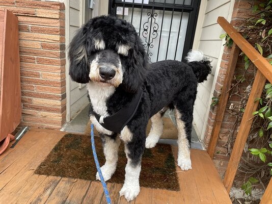 BigBoy Groomed.JPG