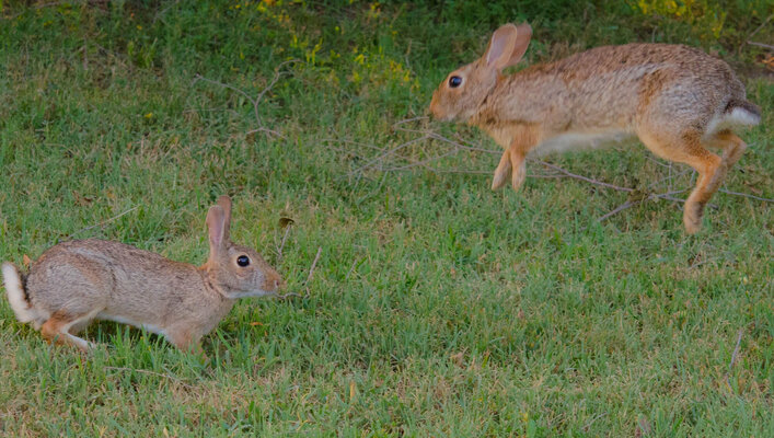 rabbit 3.jpg