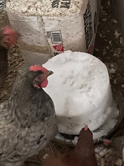Snow Cake Recipe for Chickens