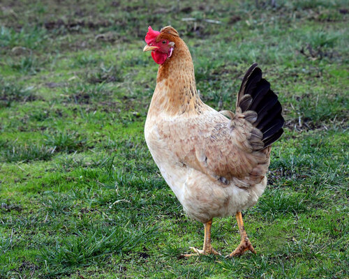 Chicken Rescue 2.jpg