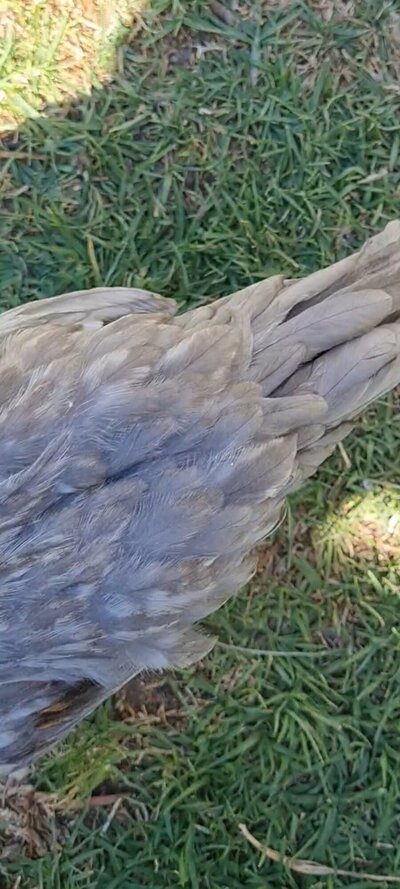 Screenshot_20230214-162229_Video Player.jpg