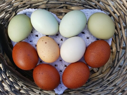2022_natural_egg_3.jpg
