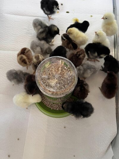 birbs2.jpg