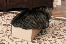 cats-box.gif