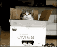 cat-box.gif