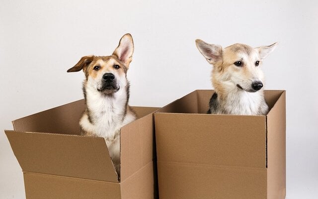 Cardboard-Boxes-and-Your-Animals.jpg
