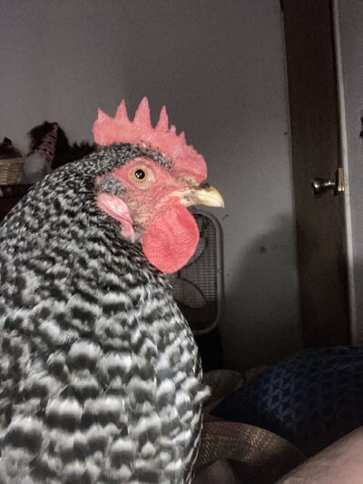 image.jpg