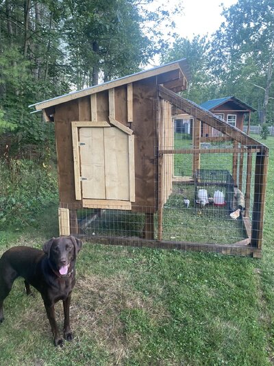 Fun and mobile. 8x12 with roosts. Trauma shed for injured or bored chickens.